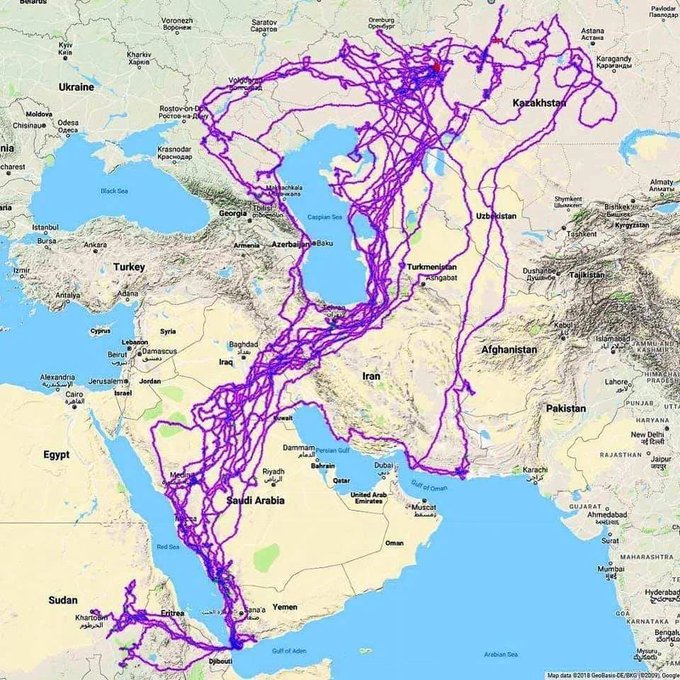 Tracking of an eagle over a 20-year period. 

The tracker was set up in Russia. The eagle died in Saudi Arabia.