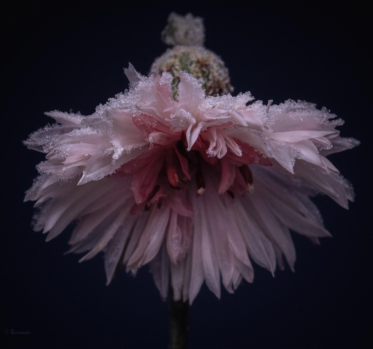 Pretty Icy in Pink...