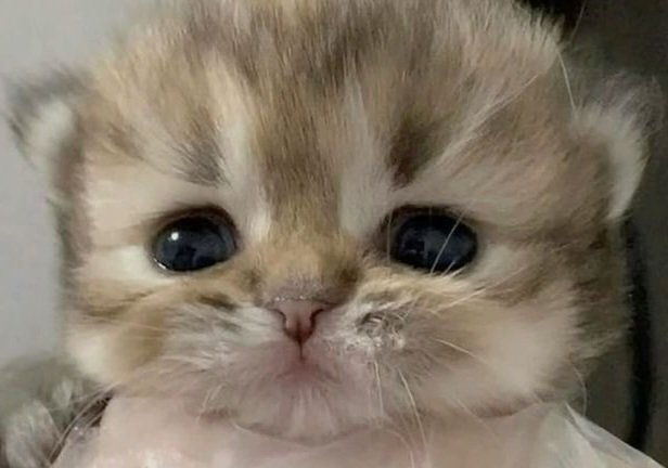 smol silly cat (@catsillyness) on Twitter photo 