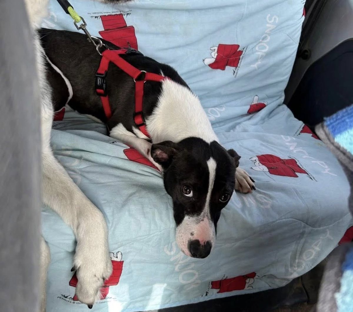 Nuestra princesa VENUS🩷como aún no sé a fijado nadie en ti ? Si eres lo más bonito y tierno que existe …….. tan dulce como su nombre, pequeñita, de tamaño bodeguero y apenas 12 kg. solo necesita un hogar tranquilo donde compartir su amor con su familia.