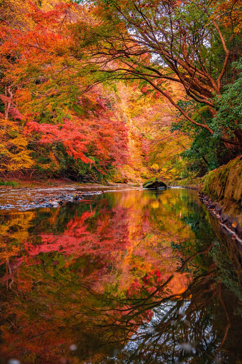 shun_chan20's tweet image. 二度見するほど美しい秋でした。