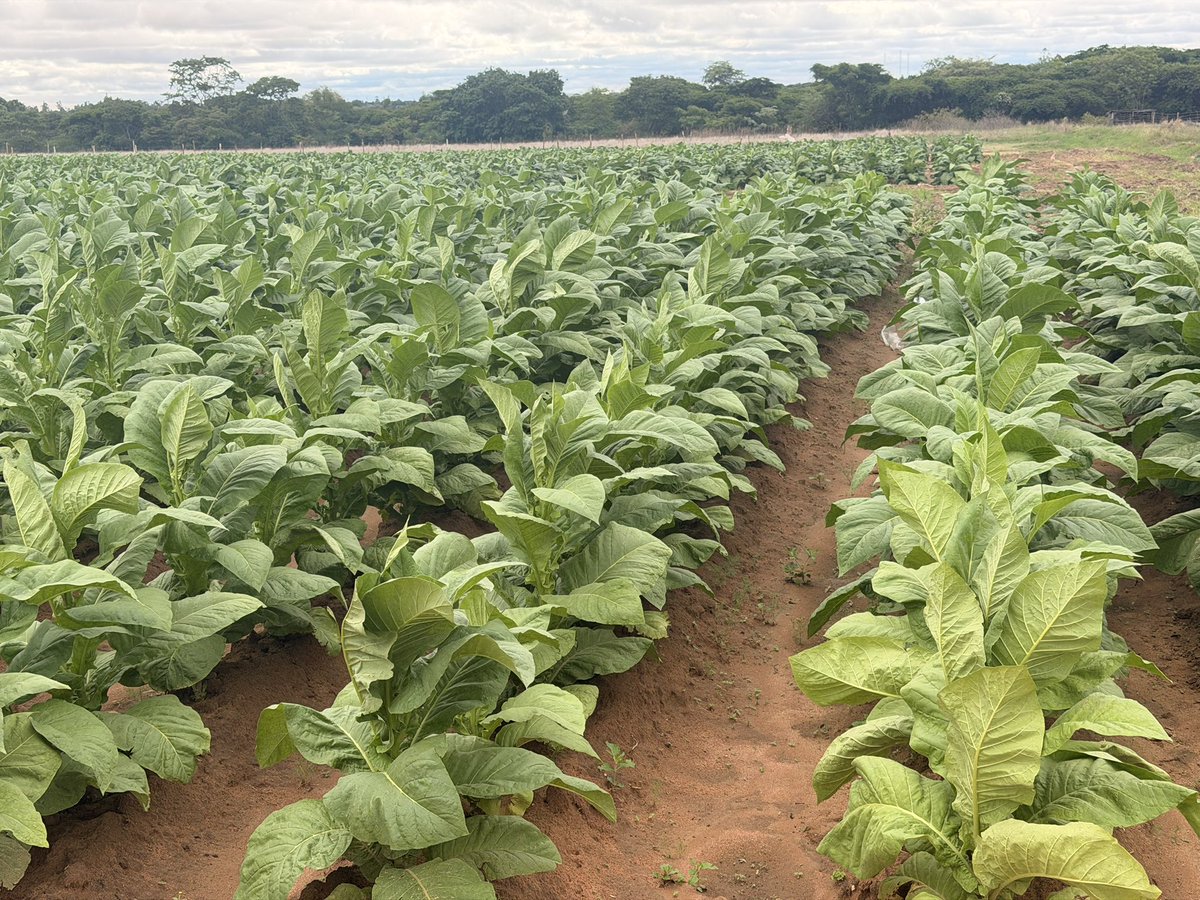 CP Chemicals Pvt Ltd tweet media