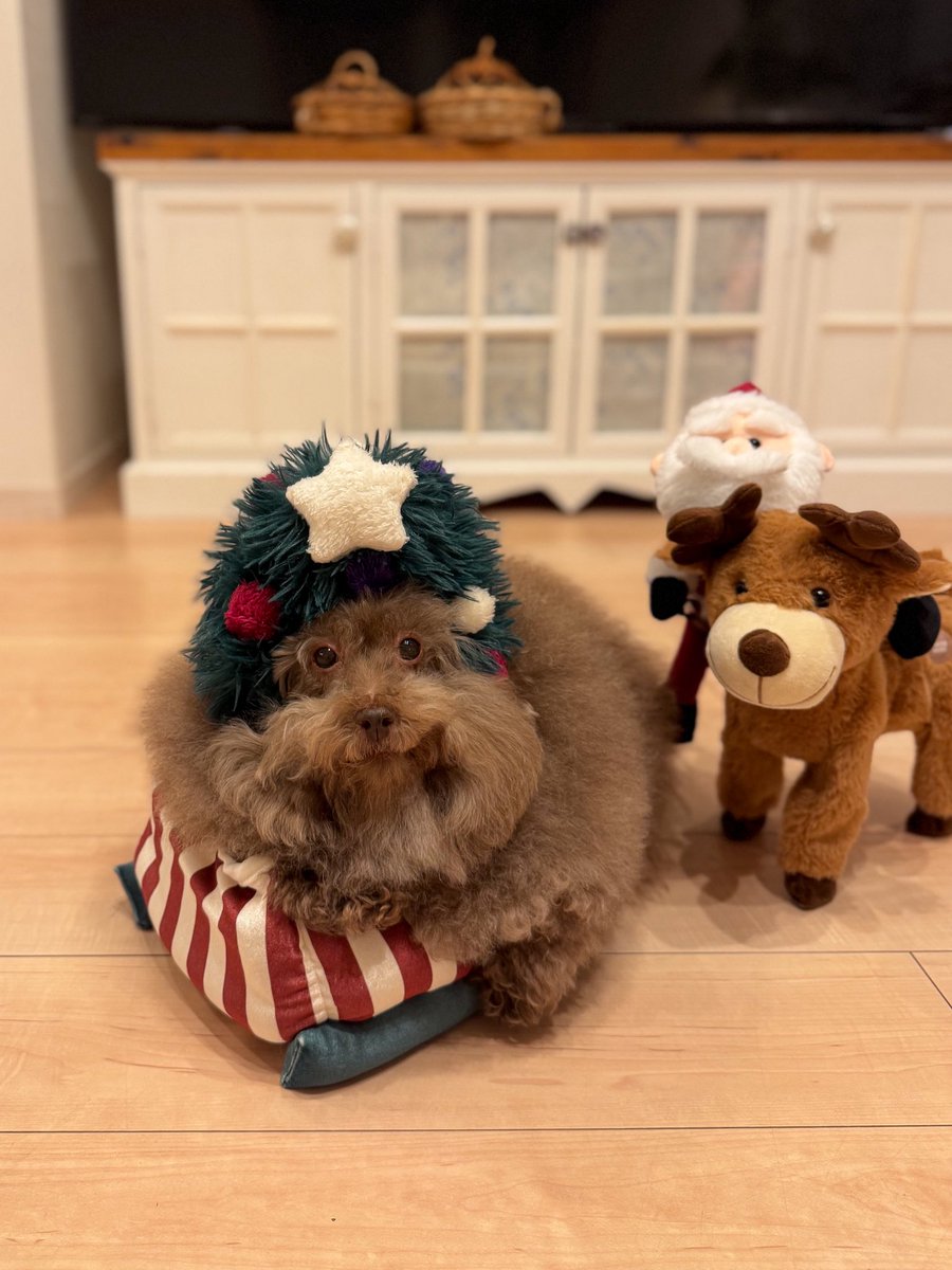 __mohu_c's tweet image. サンタさんからソリを奪って態度が大きくなっているツリーさん。