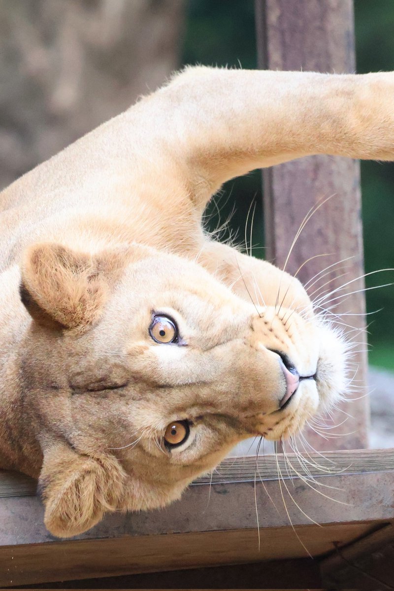 【らいおんぴいちゃん】 忍迅雷音-「愛 Shinobi Fire!!」M/V【SHOW BY ROCK!!】 - YouTube