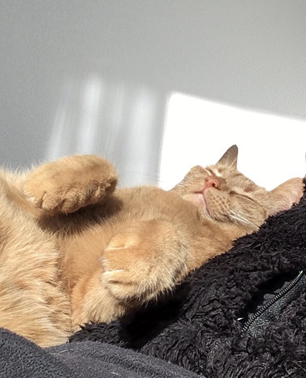 DagenKaren's tweet image. #FunFriday
Put your paws in the air like you just don’t care