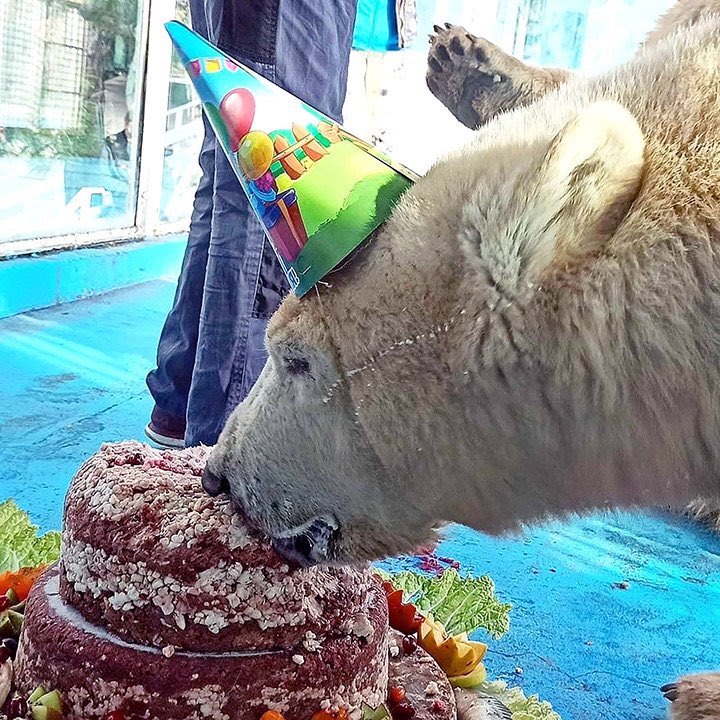 🐻‍❄️ regular bear 🔜 AWOO, COE, EF tweet media