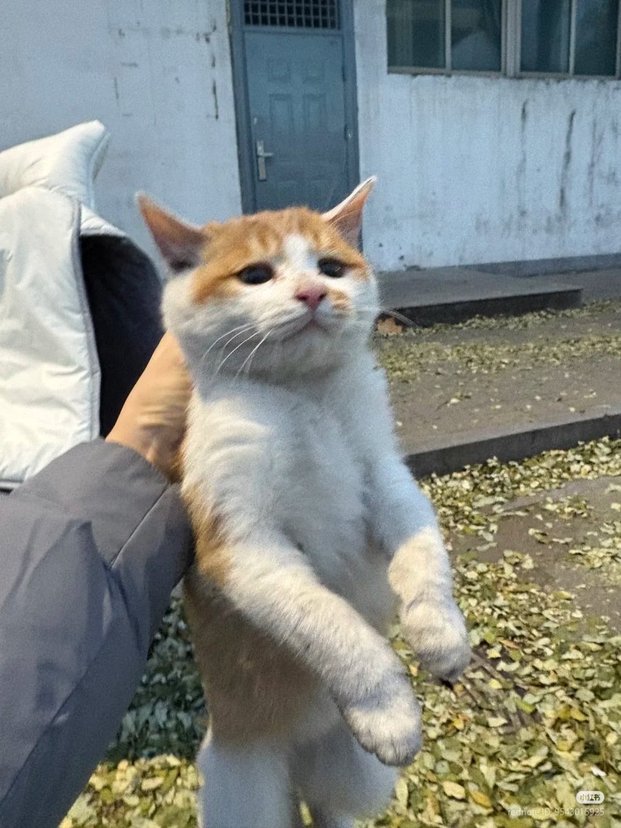 nocontextscats's tweet photo. LET HIM GO!! https://t.co/G3DnDFtClS