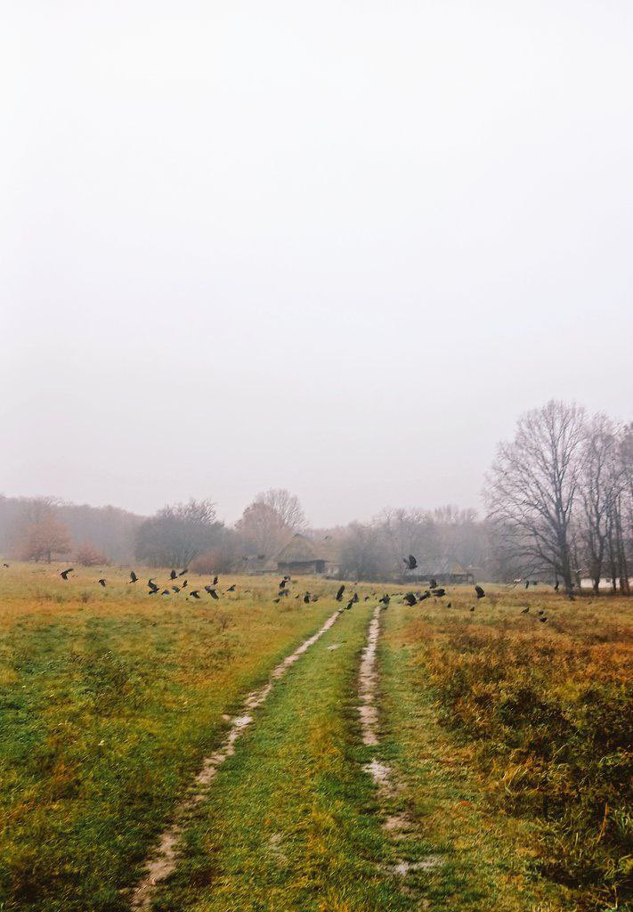 Twin Peaks або зайці без квитків 🙂