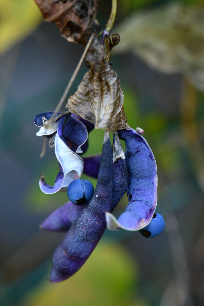 晩秋の野山で見つかる名品といえばこのノササゲの果実ですね。黄色い花からは想像もつかない紫のサヤと青い種子の対比には毎年驚かされます。日当たりのよい場所のサヤの方が色が濃いようです。