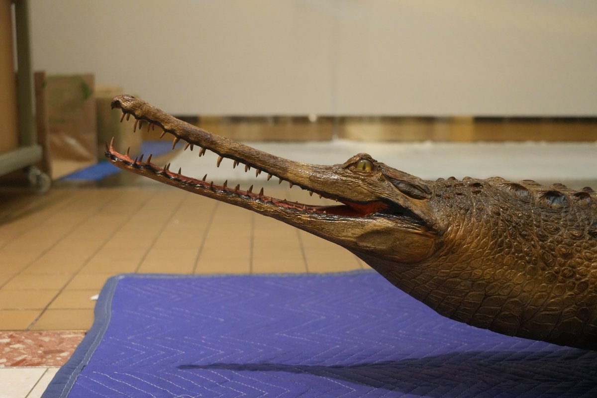 ╭━━━━━━━━━━━━━━━━╮ 色々な角度から観察できるワニ