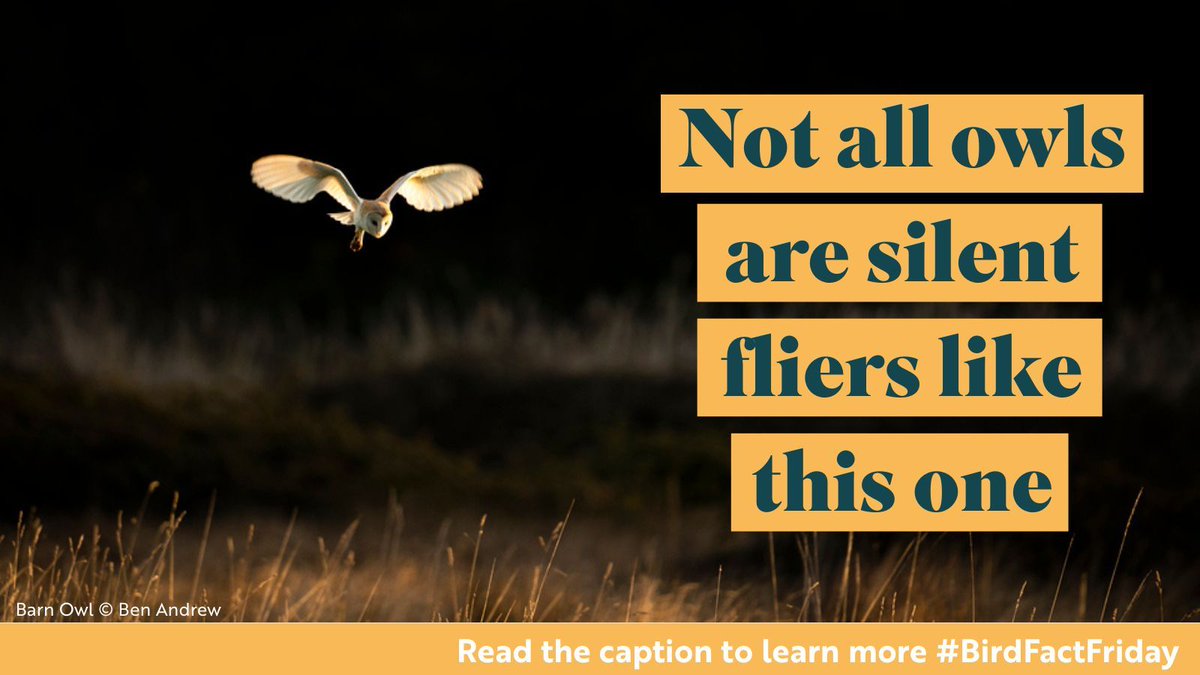 RSPBScience's tweet image. Did you know? Some owls aren&apos;t silent fliers

Unlike many other owl species, fish owls make noise when they fly because their wings have fewer sound blocking combs. This is because they don&apos;t need to sneak up on prey with sensitive hearing. 

#ScienceFactFriday