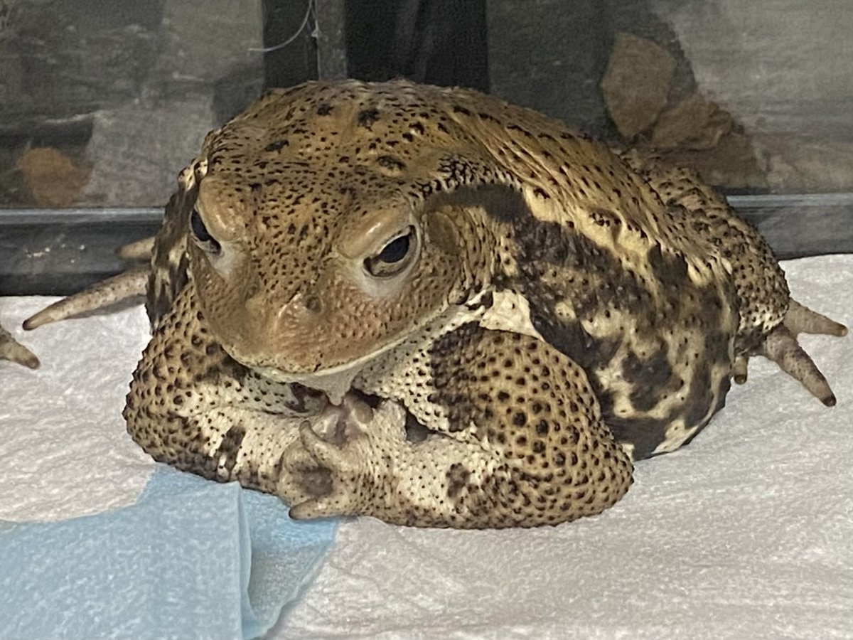 gekkoverreauxi's tweet image. 久々に見た拝んでるヒキガエル
抱接の練習なのだろうか