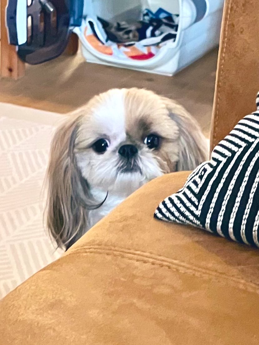 コマちゃん こまちゃん