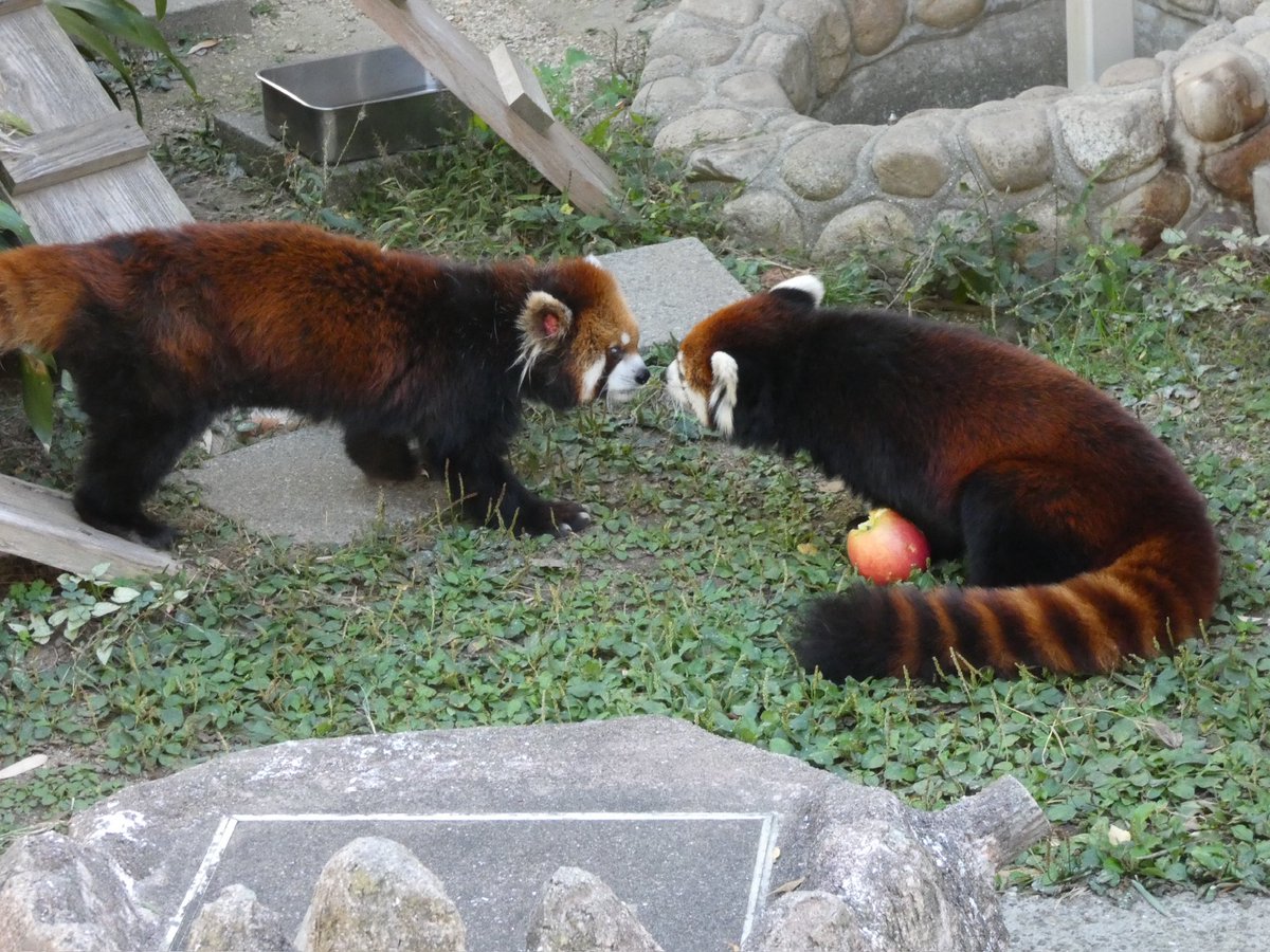 Jami (@redpanda3695) / Posts / X