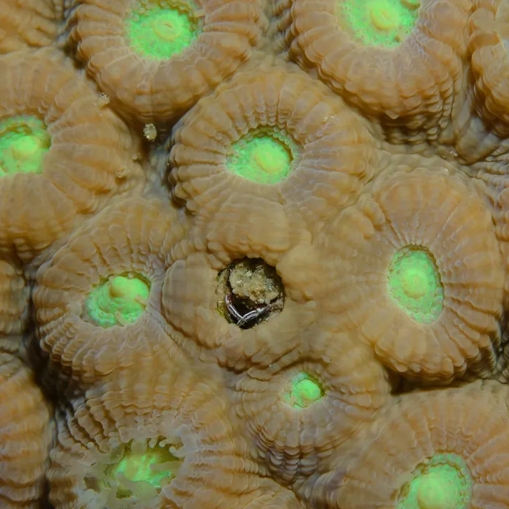 staroddi's tweet photo. 🦀 Tiny crab tenants reveal the coral reef’s hidden strength

In a two-year study, scientists from @KAUST, @univgroningen,  and the Naturalis Biodiversity Center have uncovered surprising secrets about one of the reef’s smallest residents — coral-dwelling gall crabs. Despite being only a few millimetres long, these crabs play a crucial but often overlooked role in the health and resilience of coral ecosystems.

The research team tracked 799 individual crabs living on 517 coral colonies across four reefs in the central Red Sea. In 2023, a severe coral bleaching event struck the region. To understand the environmental trigger, the team deployed Star-Oddi 🌟 DST CT conductivity and temperature loggers 🌟 , which recorded water temperature every ten minutes. The loggers provided a crucial link between rising ocean temperatures and the coral community’s collapse offering data on how heatwaves develop in the ocean.

You find a summary of the article here 👇 
https://t.co/iP638AoWcF

#salinitylogger #oceanresearchh #dstctd #conductivitylogger #dstlogger #loggingdevice #marineresearch #oceanmonitoring #subseainstrumentation #aquaticscience #appliedmarinescience #marinemonitoring #OceanObserving #staroddi