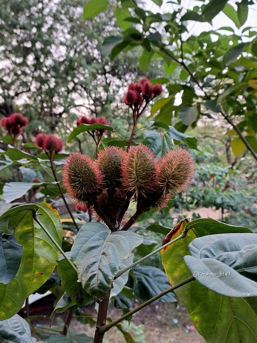 शेंदरी, कुंकवाचे झाड
#Lipstick_tree
#Bixa_orellana 
#माझाक्लिक