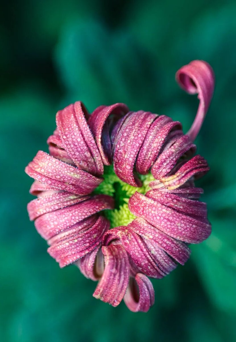 aishuzhan's tweet image. 2025年惠山古镇赏秋菊啦！