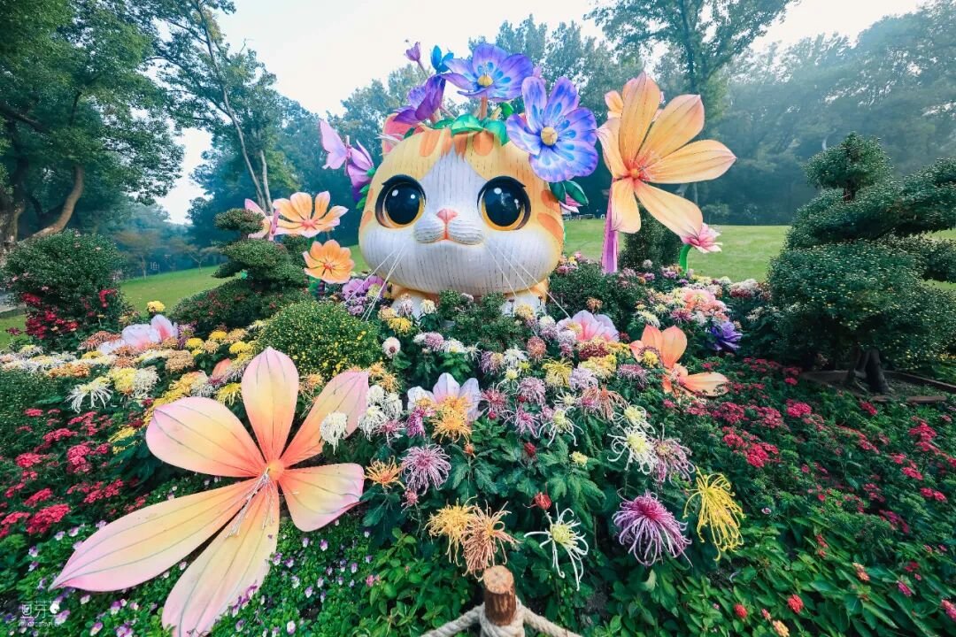 aishuzhan's tweet image. 2025年惠山古镇赏秋菊啦！