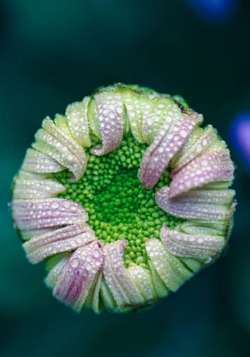 aishuzhan's tweet image. 2025年惠山古镇赏秋菊啦！