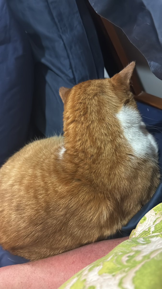 HarryRagamuffin's tweet photo. @AllotmentCat I think you should try - here is the stray cat my meowmy rescued from the street - he takes risks all the time. Kind humans always let us cats do what they want https://t.co/onKaRx7Gm2