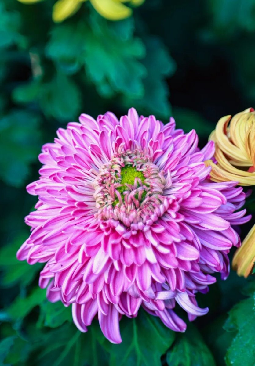 aishuzhan's tweet image. 2025年惠山古镇赏秋菊啦！