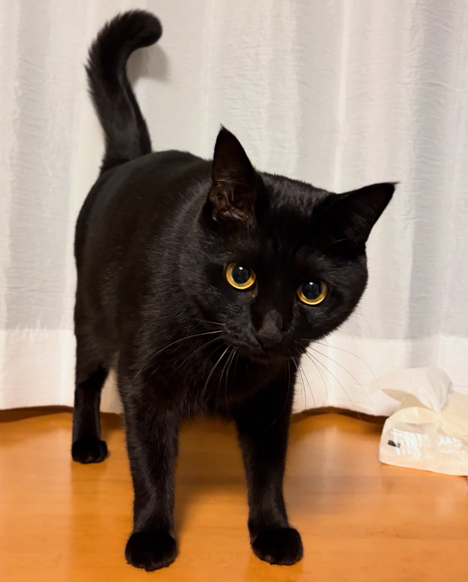 nekoma (@nekoma) / Posts / X