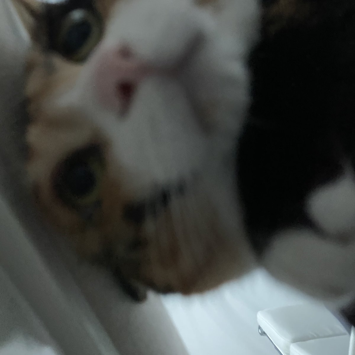 grapefruit_pk's tweet image. 나찌그는고야?
(궁팡중)