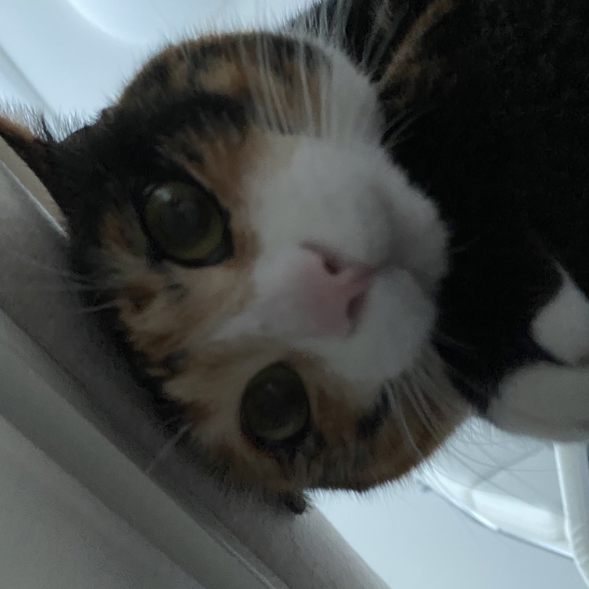 grapefruit_pk's tweet image. 나찌그는고야?
(궁팡중)