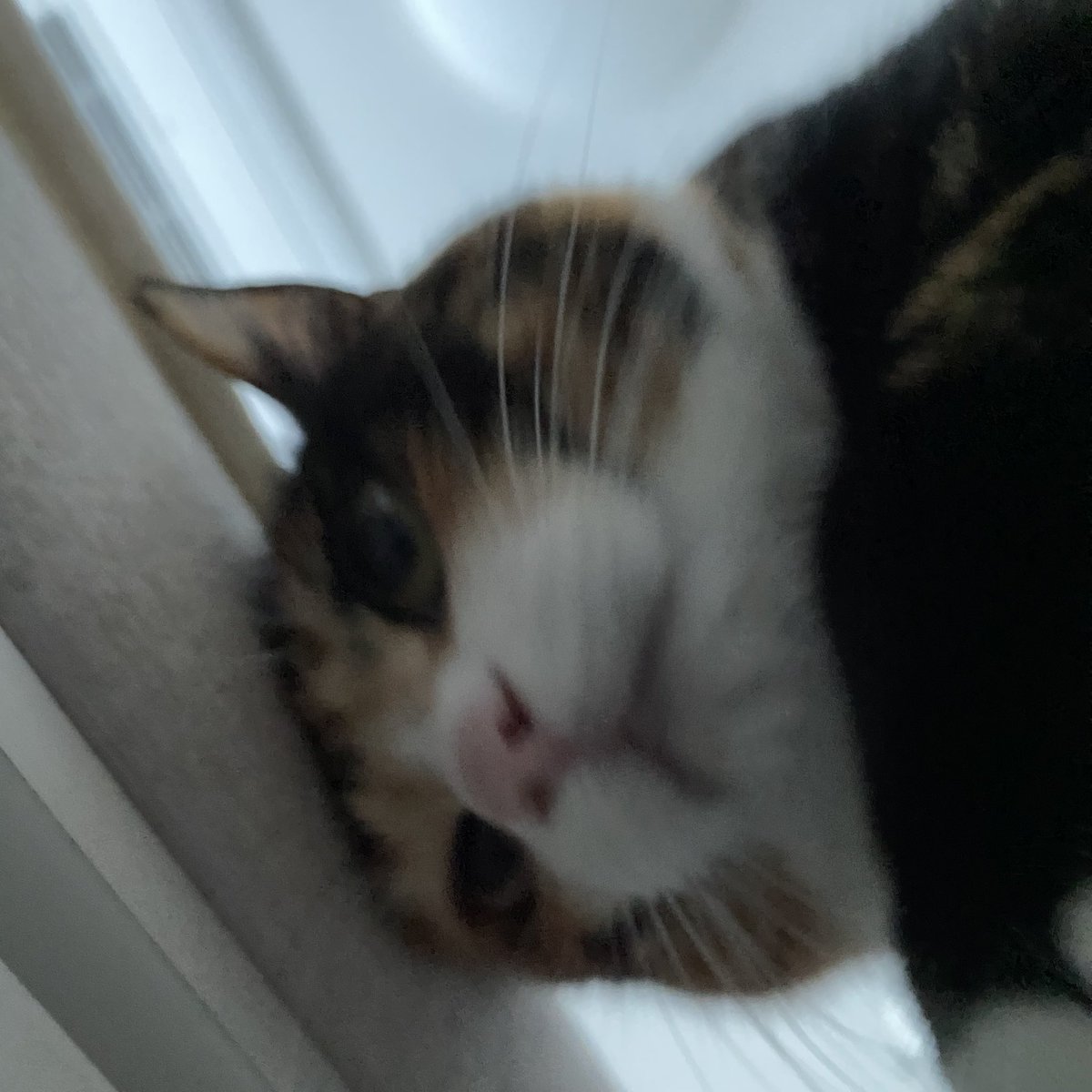 grapefruit_pk's tweet image. 나찌그는고야?
(궁팡중)