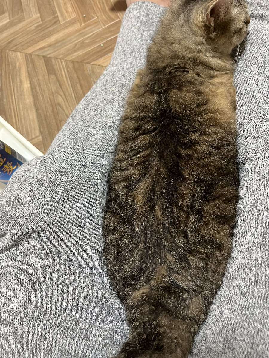 CATSPLANET's tweet photo. とうさんの脚の間が定番の落ち着き先

#キャッツプラネット　#高崎　#落ち着く　#定番 https://t.co/2SoiwSPYSj