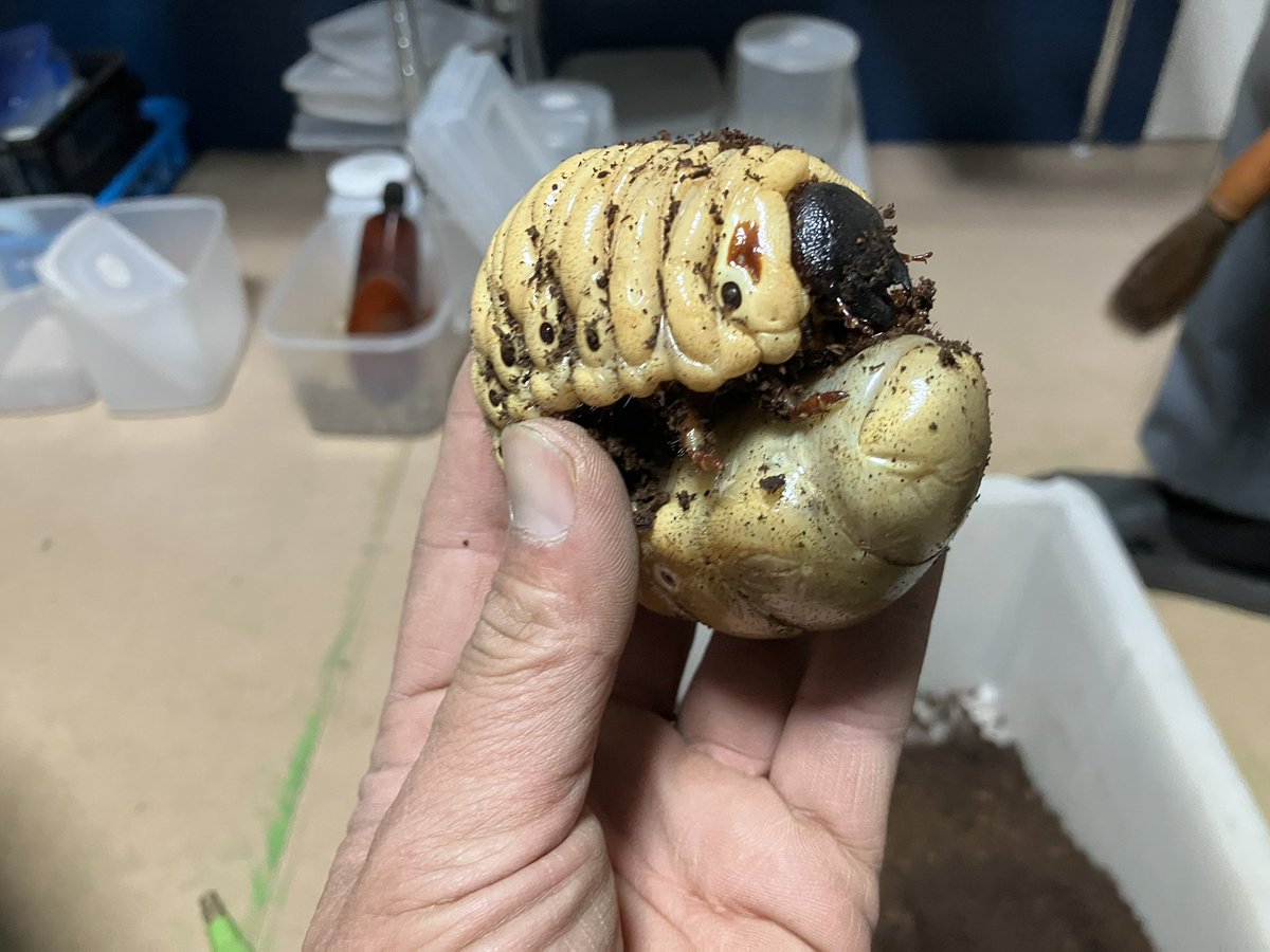 竹風🎋 (@bamboo_kusumaya) / Posts / X