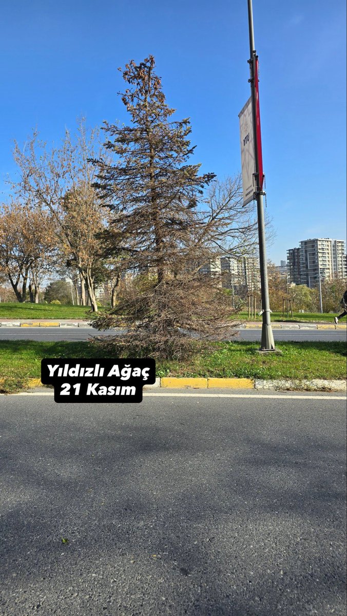 ytunocontext1's tweet photo. Kıymetli dostlar; üzülerek Yıldızlı Ağaç’ın zehirlendiğini duyurmak istiyoruz. 

Ağacın 2024 aralık, 2025 Mart, 1 Kasım ve bugünkü fotoğrafını görüyorsunuz. 

Aynı sırada bulunan ağaçlarda bir sorun yokken Yıldızlı Ağaç tamamen kuruma seviyesinde. 

Kim bunu neden yapar? https://t.co/s4MEAIBaG6