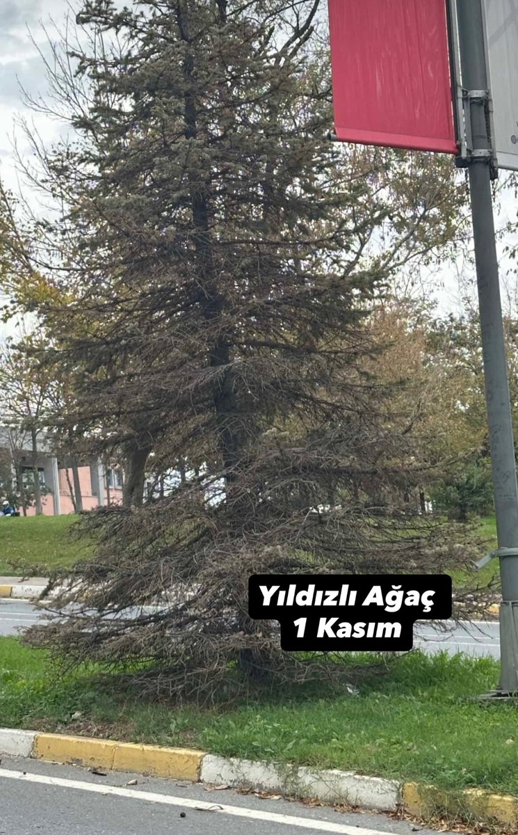 ytunocontext1's tweet photo. Kıymetli dostlar; üzülerek Yıldızlı Ağaç’ın zehirlendiğini duyurmak istiyoruz. 

Ağacın 2024 aralık, 2025 Mart, 1 Kasım ve bugünkü fotoğrafını görüyorsunuz. 

Aynı sırada bulunan ağaçlarda bir sorun yokken Yıldızlı Ağaç tamamen kuruma seviyesinde. 

Kim bunu neden yapar? https://t.co/s4MEAIBaG6