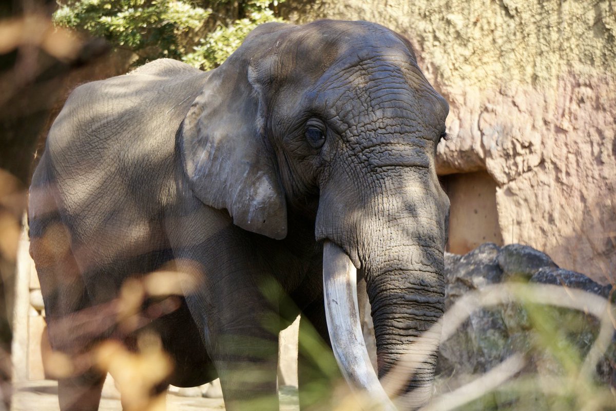 アフリカゾウ (@OShX5VLgjS21166) / Posts / X