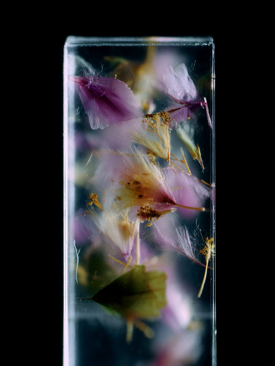 getzgear's tweet photo. Soft light, still blooms, 
and a silence that feels almost alive. 🥀 

Lately, I’ve been truly enjoying creating with Midjourney! 
This tool opens up so many possibilities and offers endless inspiration for new ideas. https://t.co/2wiVKXBUL5