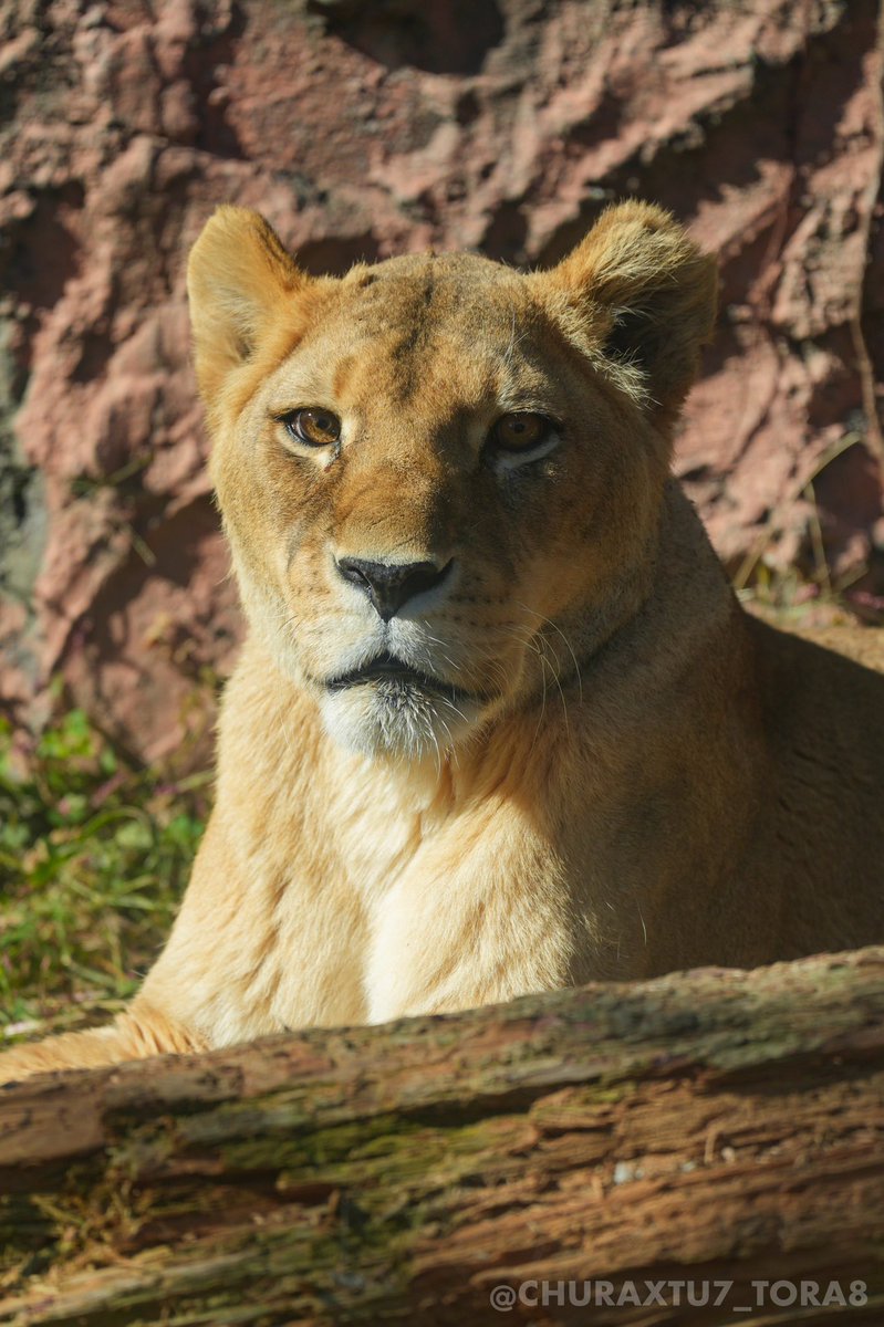 CHURAXTU7_TORA8's tweet image. ルナさん✨🌕
📷2025年11月
#東山動植物園　#ライオン