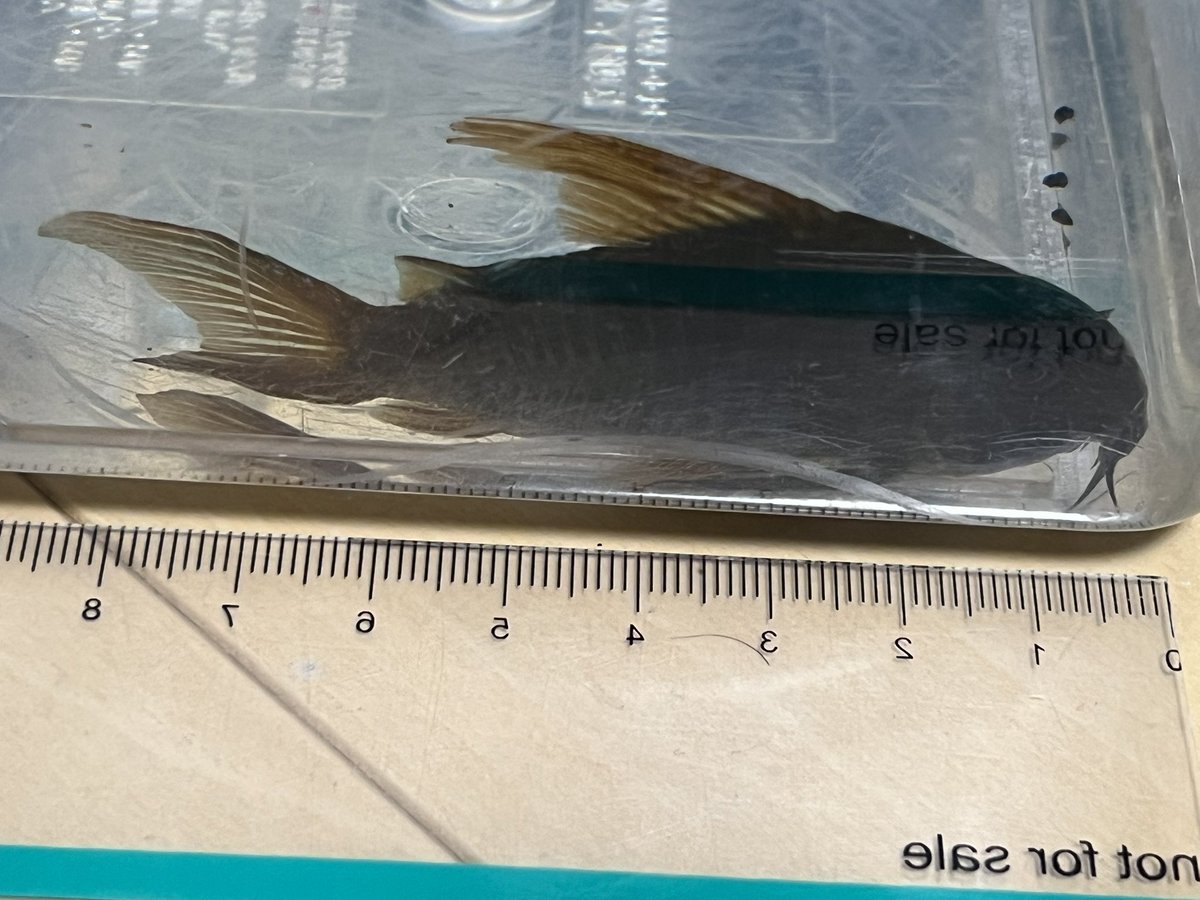 kimuraebinamazu's tweet image. ガガガ…お迎えラッシュ…！！
コンコロールvar.
例のツートンでは無く、むしろオレンジが少ない方です…！！
8センチくらいある超ビッグコンコロちゃんです💪パンタよりデカい笑
#コリドラス