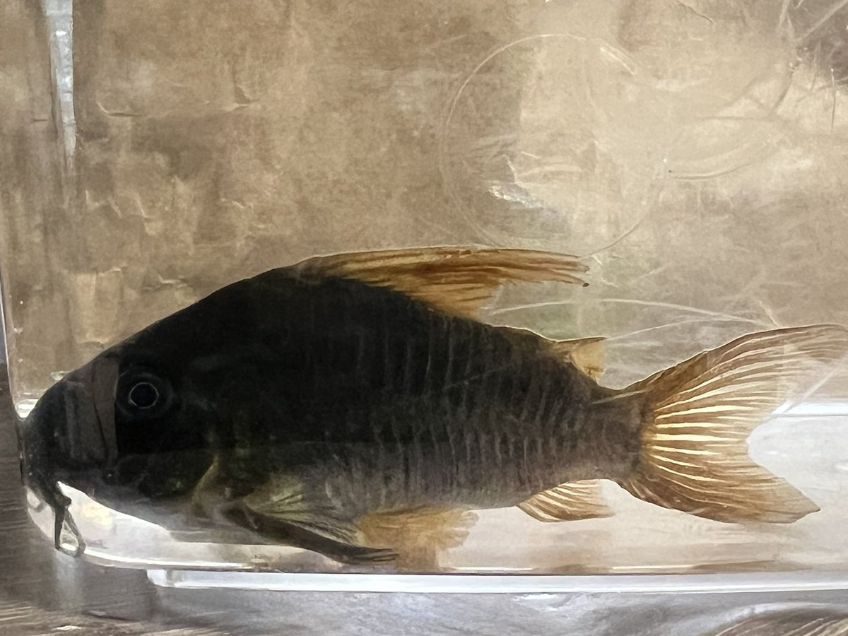 kimuraebinamazu's tweet image. ガガガ…お迎えラッシュ…！！
コンコロールvar.
例のツートンでは無く、むしろオレンジが少ない方です…！！
8センチくらいある超ビッグコンコロちゃんです💪パンタよりデカい笑
#コリドラス