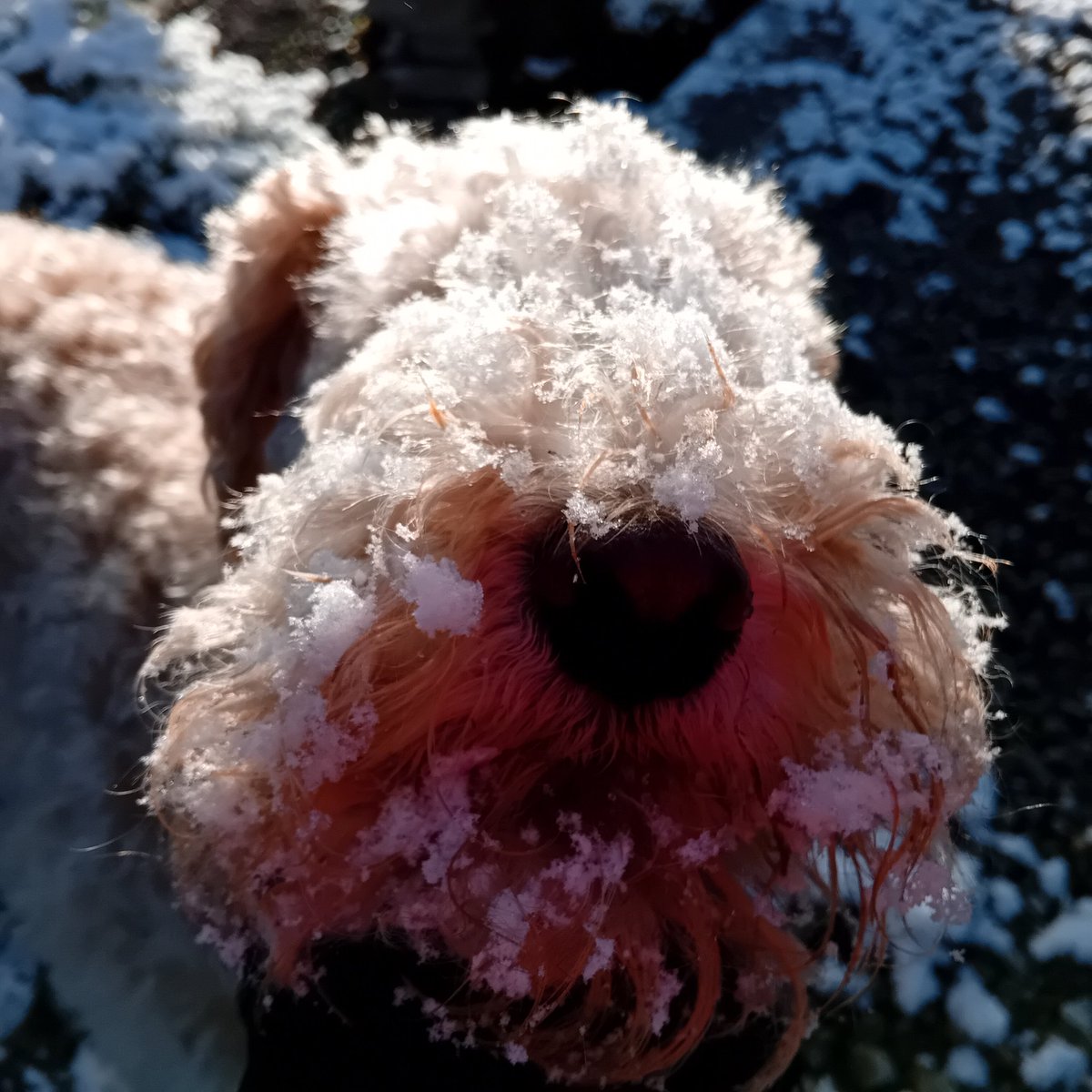 CScottBooks's tweet photo. We've got #neige! Debatable who was most excited, Ted or me. ❄️ #snow #SWFrance https://t.co/uaD2nphT6R
