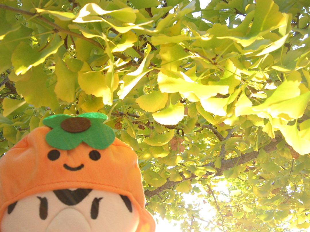 maboo_wpb's tweet image. きいろいはっぱいっぱいだね！

#きいろ
#はっぱ