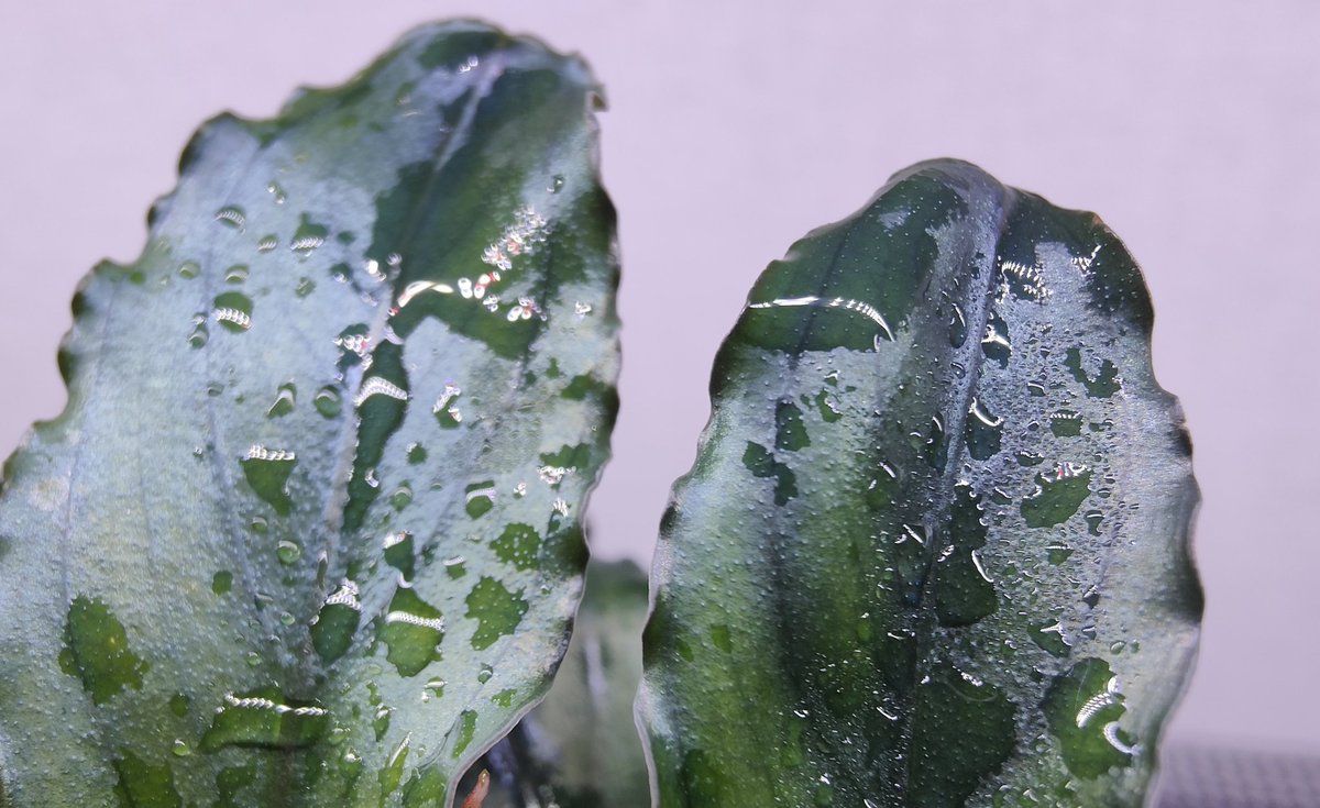 キボーデコ (@kiboudeko) / Posts / X