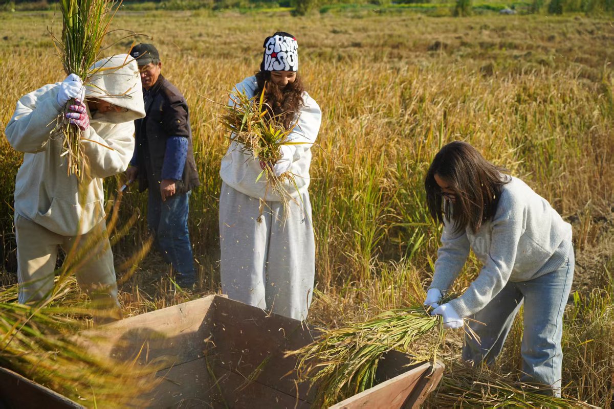 A group of over 20 Chinese and international students from Ningbo University spent the day at a rice farm in Jiangshan town, getting hands-on with cutting, threshing, and gathering leftover stalks. They ended the day with muddy shoes, big smiles, and a genuine experience of
