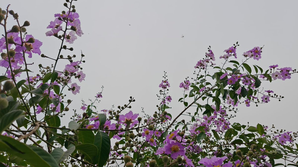 Realabhijeet2's tweet image. A flower does not use words to announce its arrival in the world; it just blooms!!💐🌸🪻💟
#FlowersOnFriday