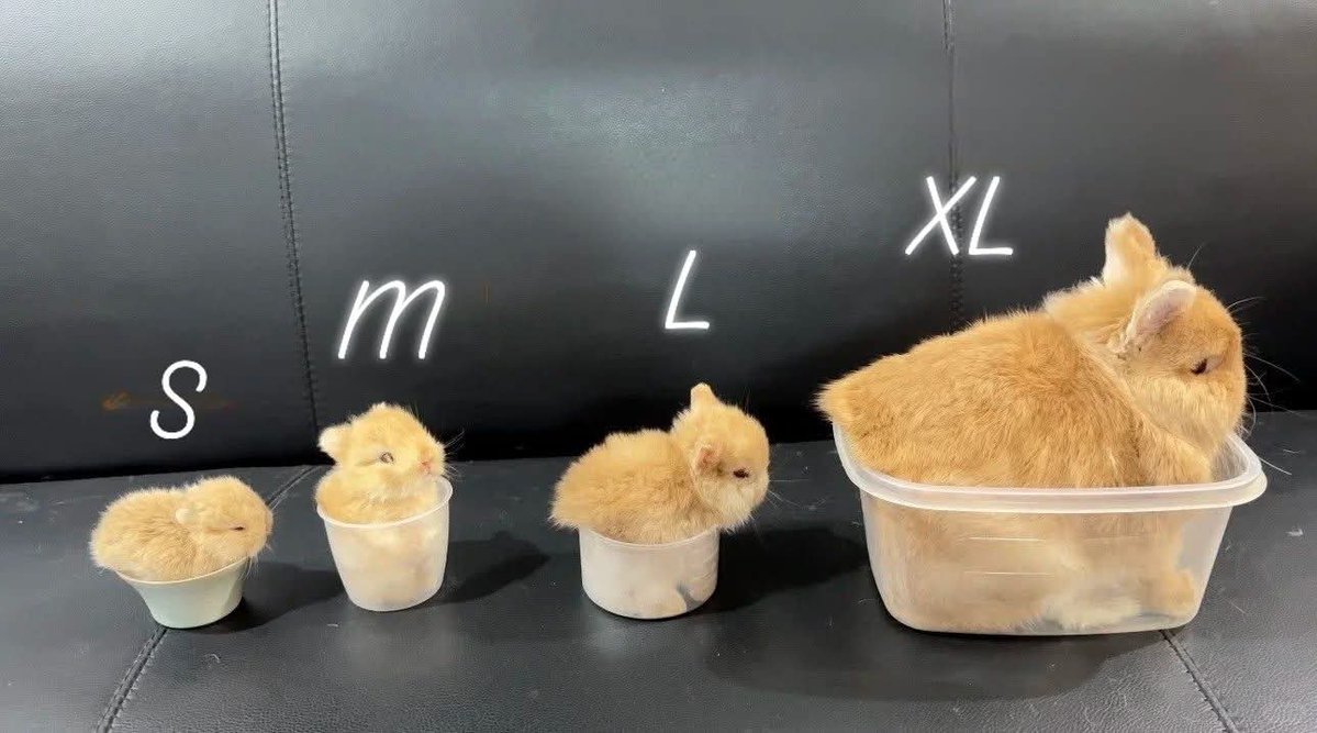 RabbitLoversUSA's tweet image. 