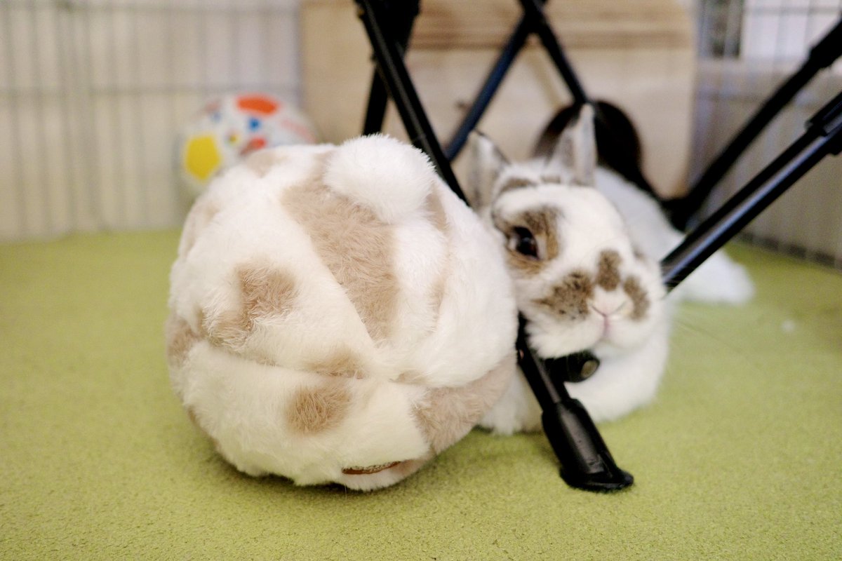 おもち🐰2代目うさぎ (@omochi_mochi_5) / Posts / X