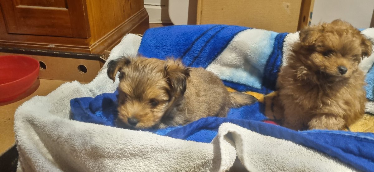We have 2 new members of the family...