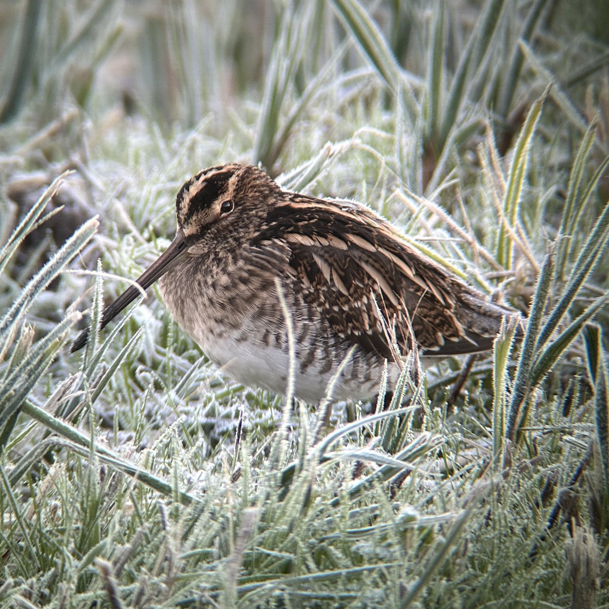 WWT Rushy Hude: 21 Bewick’s Swan, 2 Sanderling with 300+ Dunlin. 
WWT Martin Smith: 4 Snipe. Another 5 Bewick’s Swan on Tack Piece
<a href="/slimbridge_wild/">Slimbridge Sightings</a> #GlosBirds