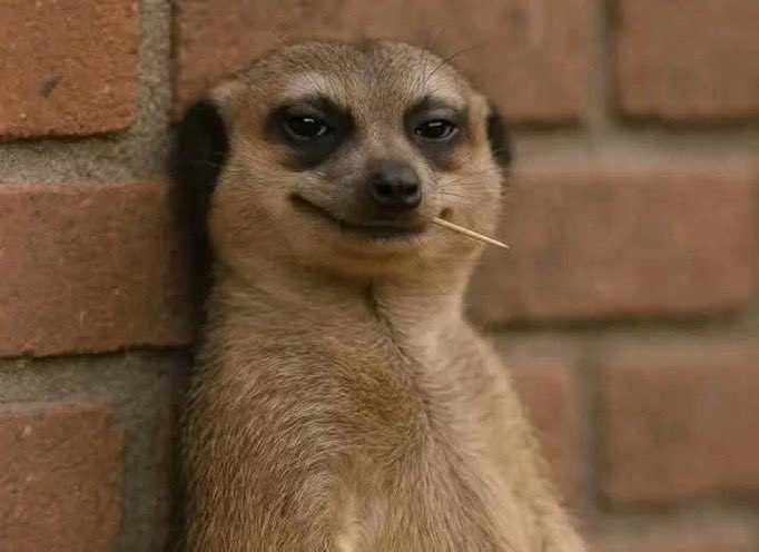 RanceRider2's tweet image. shettima watching all of you urging tinubu to resign