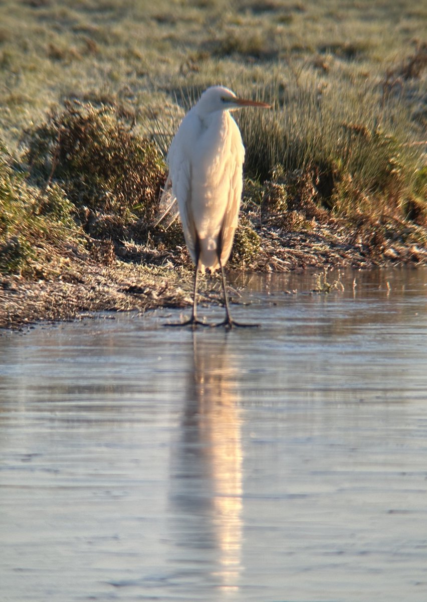 WWT Robbie Garnett: 40 White-fronted Goose, Great Egret, 3 Little Stint, 240 Lapwing, 100+ Dunlin, 3 Wigeon, Buzzard, Barnacle with 60 Greylags.
<a href="/slimbridge_wild/">Slimbridge Sightings</a> #GlosBirds