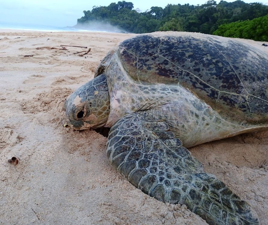 🚨 Our Assistant Editor, Chiara Bragagnolo, highlights the importance of Understanding the Human Dimensions of Sea Turtle Conservation. Reflecting from the recently published paper by Hemelikova et al. 2025. 

<a href="/charaspace/">chiara bragagnolo</a> 

📖 Chiara's blog piece ➡️ buff.ly/kbivmtW